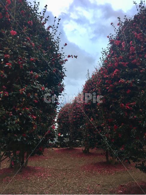 제주,제주도,동백꽃,동백,동백군락지,위미리동백군락지,tree,나무,식물,plant