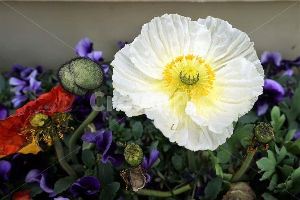 봄,꽃,꽃송이,원예,자연,아름다움,향기,spring,season,flower,floreal,bloom,nature,garde,beautiful,plant,n,식물,자연,plants,nature,꽃,flower