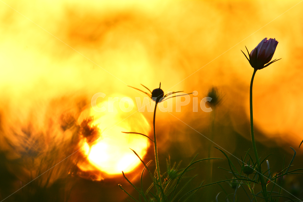 코스모스,꽃,감성,노을,야생화,들꽃,가을이미지,석양,해질무렵,저녁무렵,sunset,일몰,flowers,cosmos,태양,해,역광,꽃봉오리,느낌,가을꽃,emotion,sensible,feeling,분위기,yellow,풍경,서정,낭만,art,그림같은,autumn,fall,시즌,계절,아트,색감,9월,10월,노랑색,골든,황금색,가을,계절,fall,autumn,season,식물,자연,plants,nature,꽃,flower