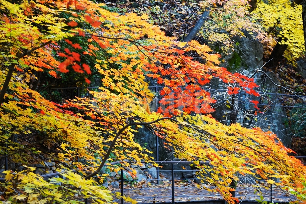 화담숲,단풍,가을단풍,가을,단풍나무,단풍잎,낙옆,가을,계절,fall,autumn,season,plant,식물,leaf,잎,maple,tree,나무