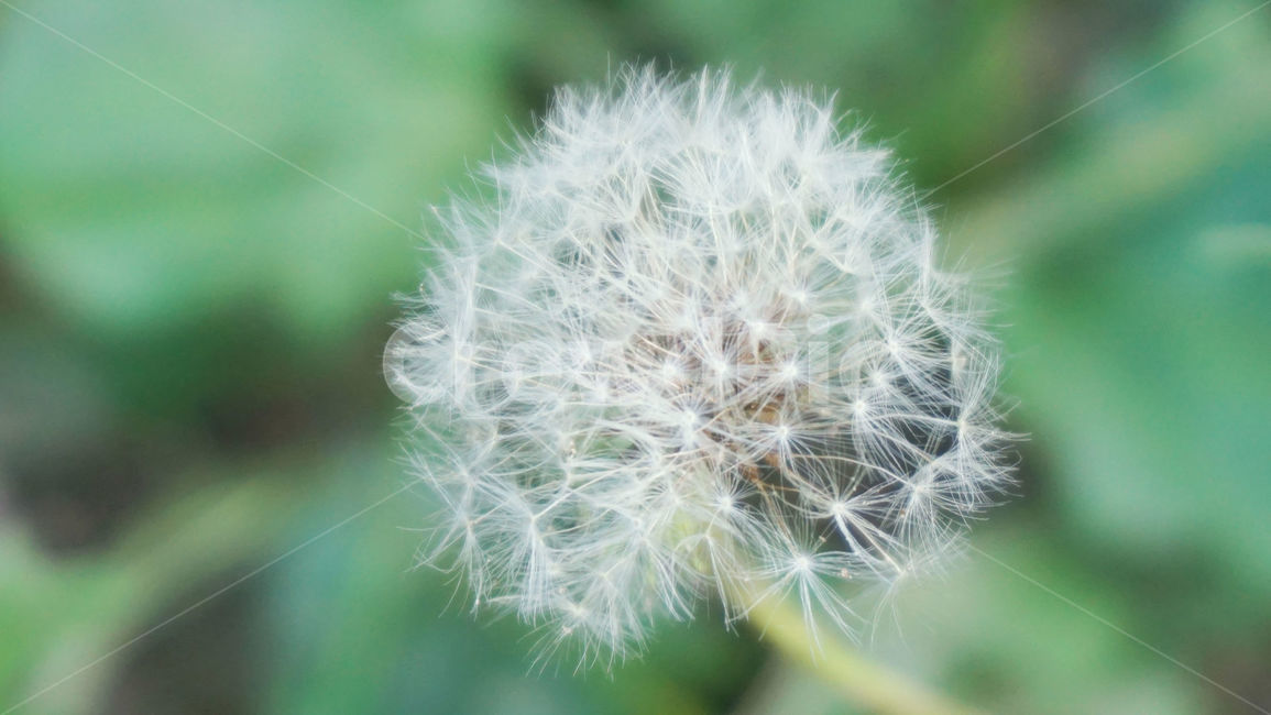 민들레꽃,민들레,꽃,민들레씨앗,민들레씨,식물,풀,흰꽃,바람,flower,plant,blossom,배경화면,식물,자연,plants,nature