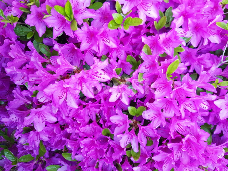 꽃,봄,활짝핀꽃,봄꽃,진달래,식물,자연,plants,nature,꽃,flower