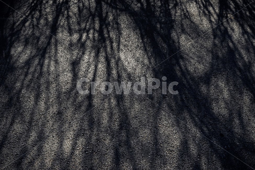 겨울,나무,그림자,역광,아스팔트,쓸쓸함,lonely,solitary,lonesome,melancholy,asphalt,winter,shadow,dark,어두움