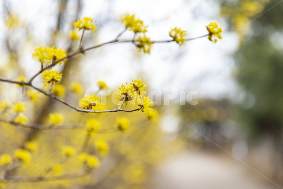 spring,spring flowers,Cornus officinalis,yellow flower,yellow,cornusofficinalissetz,cornusofficinalissieboldzucc,japanesecornliancherry,flower
