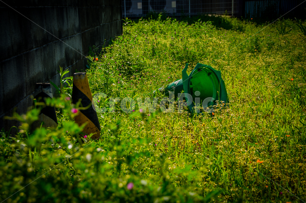 들풀,로드콘,공터,녹색,들꽃,opening,green,roadcone,background,grass,wildflower,야생화