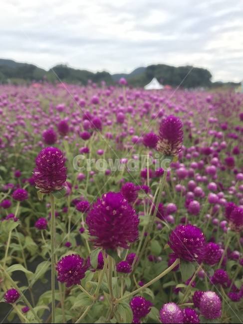 천일홍,보라색,보라꽃,꽃밭,꽃축제,식물,자연,plants,nature,꽃,flower