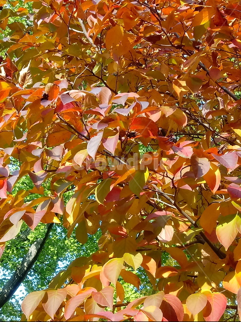 가을,단풍,낙엽,maple,plant,식물,단풍나무,단풍잎,leaf,잎,tree,나무,계절,fallautumnseason,가을단풍,자연,풍경,경치,가을,계절,fall,autumn,season,식물,자연,plants,nature,나무,trees,wood