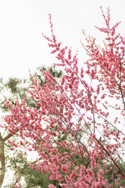 plant,식물,flower,blossom,꽃,봄,spring,매화,봄꽃,홍매화,봄,계절,spring,season