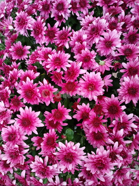 꽃,식물,꽃잎,plant,flower,blossom,국화,가을꽃,식물,자연,plants,nature,꽃,flower