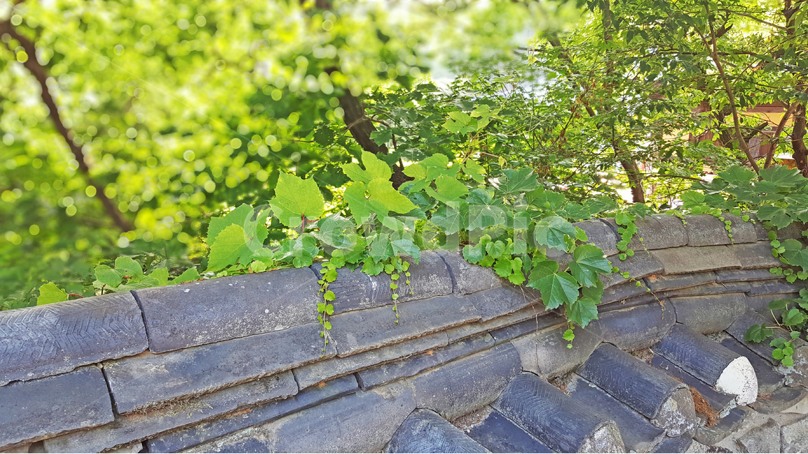 담장,자연,여름,전통,초록,기와,한국전통,한국문화,korean traditional,korean culture,식물,자연,plants,nature,건축물,건물외관,exterior,building,structure,architecture,construction