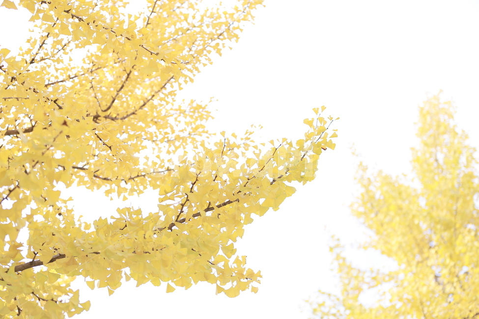 식물,나무,은행,단풍,가을,가을,계절,fall,autumn,season,plant