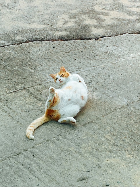 고양이,야옹이,동물,애교,cat