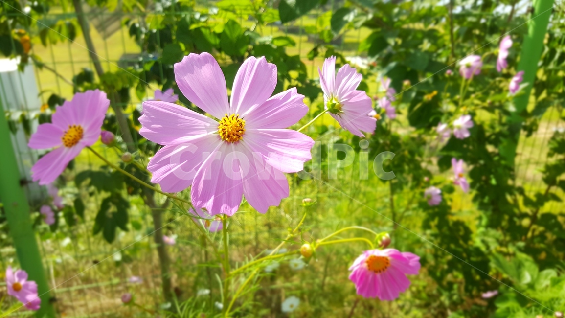 코스모스,꽃,가을,가을꽃,분홍색,식물,자연,plants,nature,꽃,flower