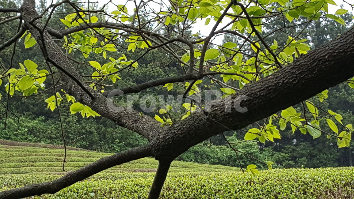 자연,풍경,녹차,식물,봄,연두새싹,식물,자연,plants,nature,나무,trees,wood