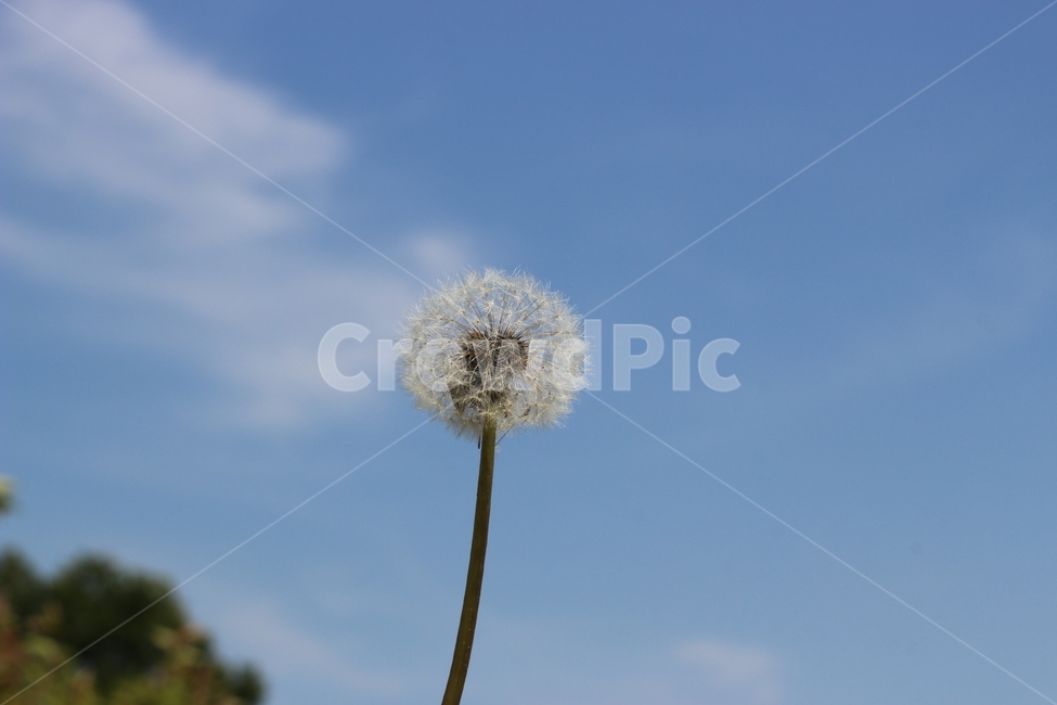 하늘,풍경,민들레,구름,자연,식물,자연,plants,nature