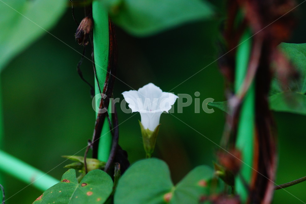 flower,꽃,plant,식물,blossom,식물,자연,plants,nature,꽃,flower