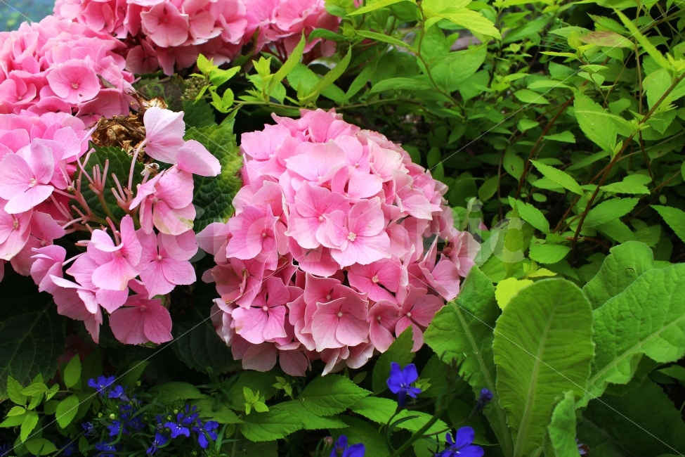 수국,꽃,색감,봄,분홍,자연,식물,자연,plants,nature,꽃,flower