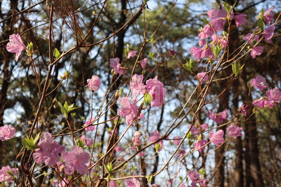 flower,진달래,꽃,분홍꽃,봄,azalea