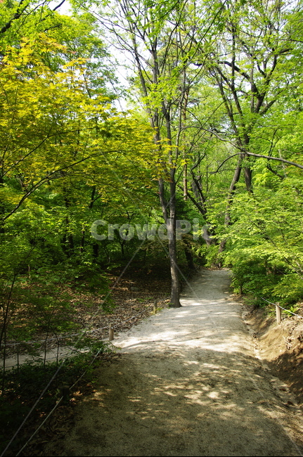 숲,나무,식물,plant,봄,spring,초록,잎,길,자연,풍경,nature,landscape,tree,outdoors,옥외