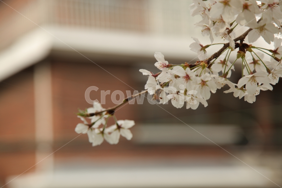 꽃,벚꽃,CherryBlossom,flower,봄,spring,벌,꿀벌,honeybee,봄,계절,spring,season,식물,자연,plants,nature,꽃,flower,plant