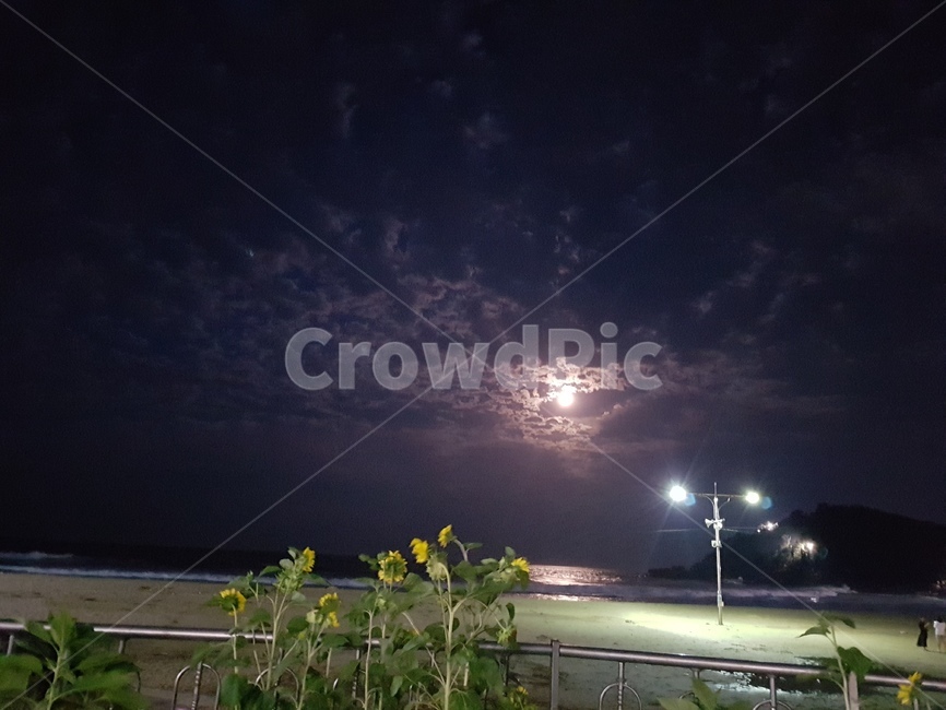 가을저녁,가을바다,밤바다,가을,해바라기,새벽하늘,야경,밤,풍경,nightscape,night,landscape,nature,자연,outdoors,옥외,weather,날씨