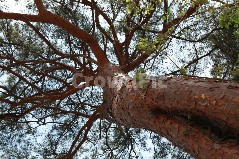 tree,나무,나무줄기,treetrunk,식물,소나무