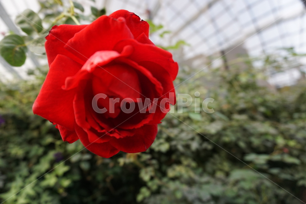 장밀,rose,plant,식물,flower,geranium,blossom,꽃,식물원,빨간꽃,식물,자연,plants,nature,꽃,flower