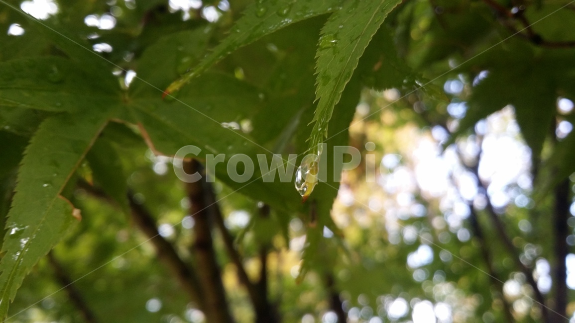 니무,나뭇잎,물방울,tree,leaf,leaves,waterdrop