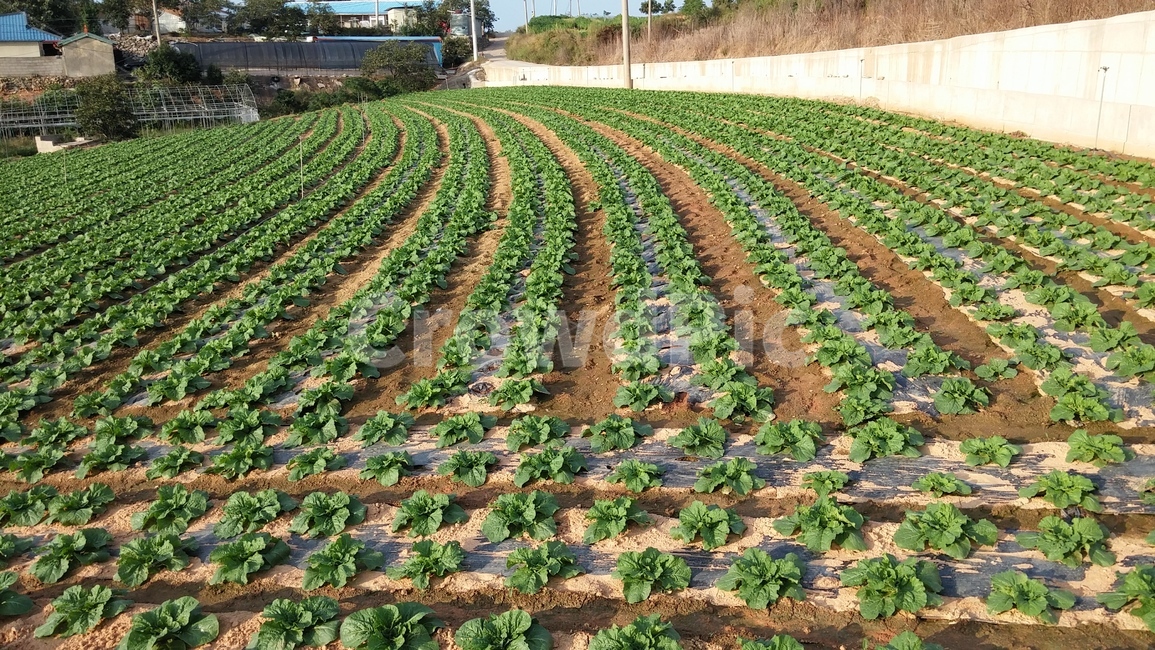 꽃,들꽃,야생화,들,산,자연,산업,industry,industrial,농업,농사,agriculture,farming,farming industry