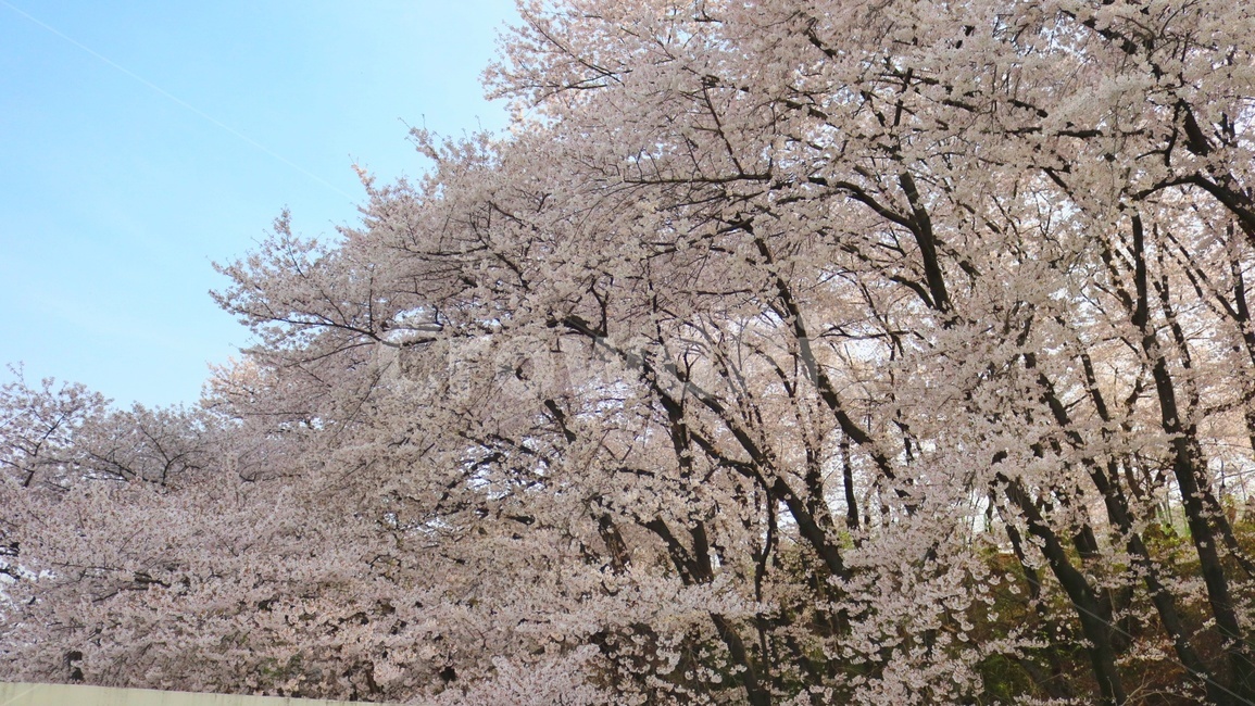 cherryblossoms,벚꽃,나무,봄,blossom,plant,식물