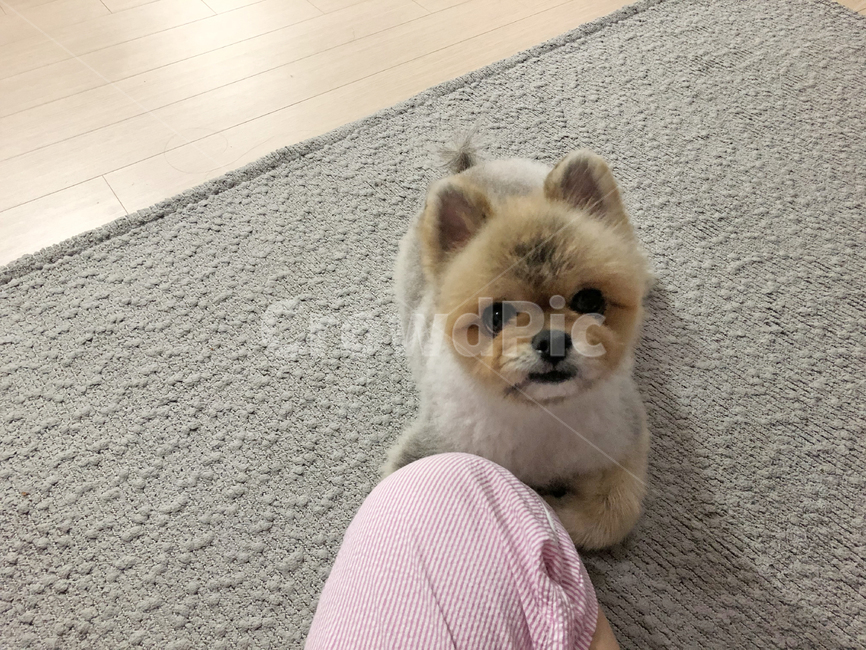 강아지,포메,포메라니안,pomeranian,puppy,동물,animal,포유류,mammal,개,강아지,dog,doggy