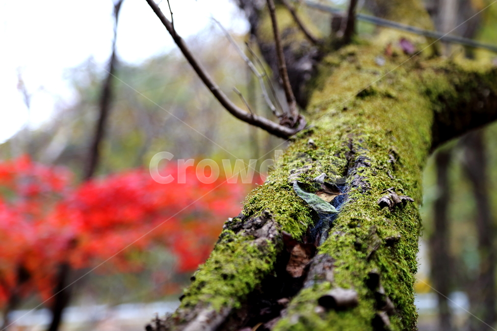 이끼,단풍,가을,나무,단풍나무,plant,tree,식물,treetrunk,나무줄기,가을,계절,fall,autumn,season,tree trunk,나무 줄기