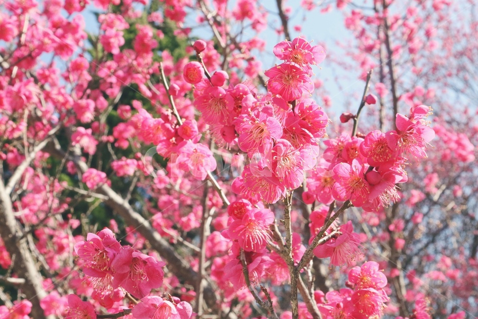 봄,꽃,spring,flower,홍매화,순천,금둔사,봄,계절,spring,season,식물,자연,plants,nature,꽃,flower,감성,sensible,feeling,색깔,색상,색채,색감,color sense,color sensitivity,feeling of color,plant,blossom