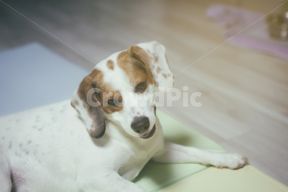 반려동물,강아지,개,비글,동물,애완동물,animal,dog,doggy,companionanimal,pet,beagle,동물,animal,개,강아지,dog,doggy,감성,sensible,feeling