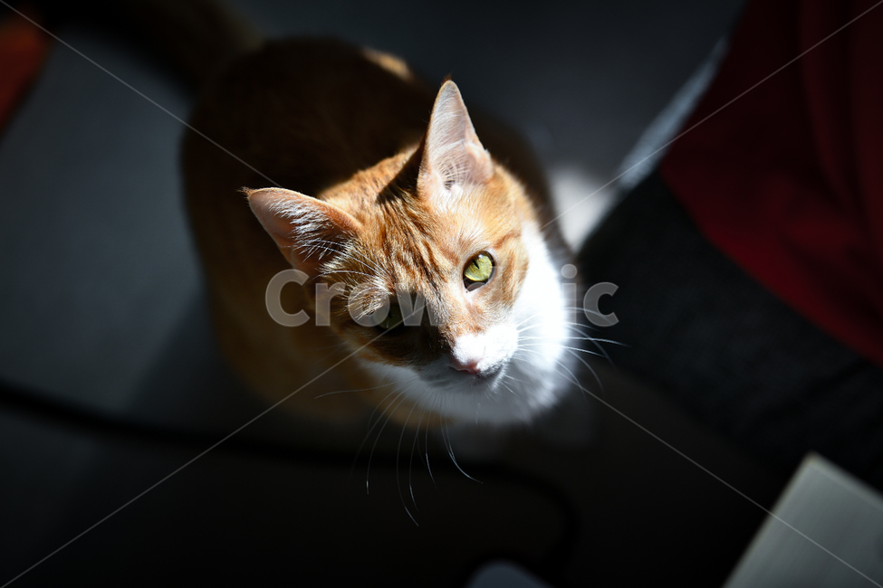 animal,pet,애완동물,cat,고양이,코숏,코리안숏헤어,반려묘,치즈태비,동물,animal,포유류,mammal,고양이,cat,kitten,kitty