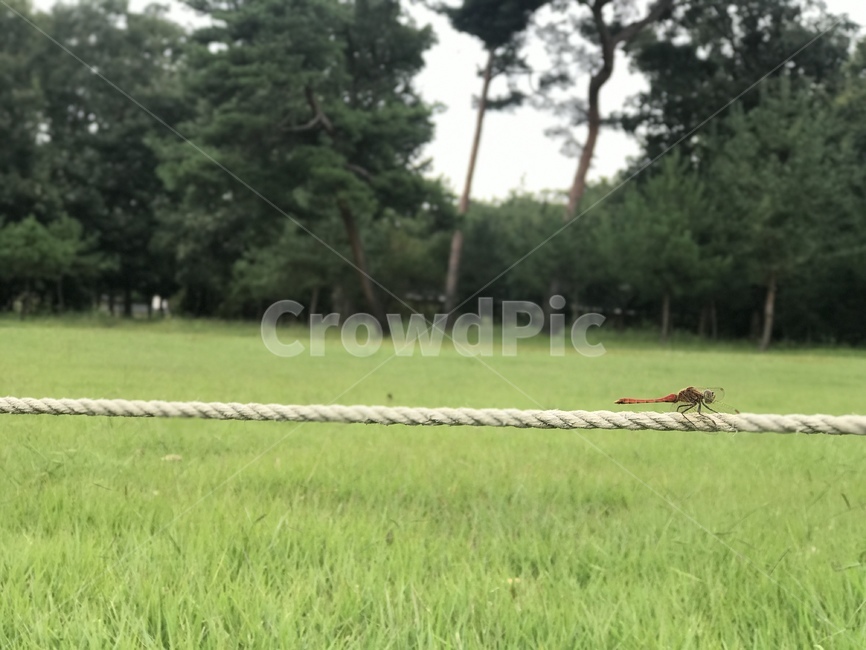 잠자리,식물,잔디,나무,한적함,곤충,벌레,insect,bug