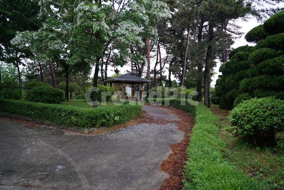 trail,pop tree,colonnade,Stiff tree,ash tree,niam tree