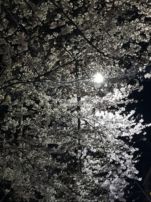 식물,blossom,꽃,flower,cherryblossom,벚꽃