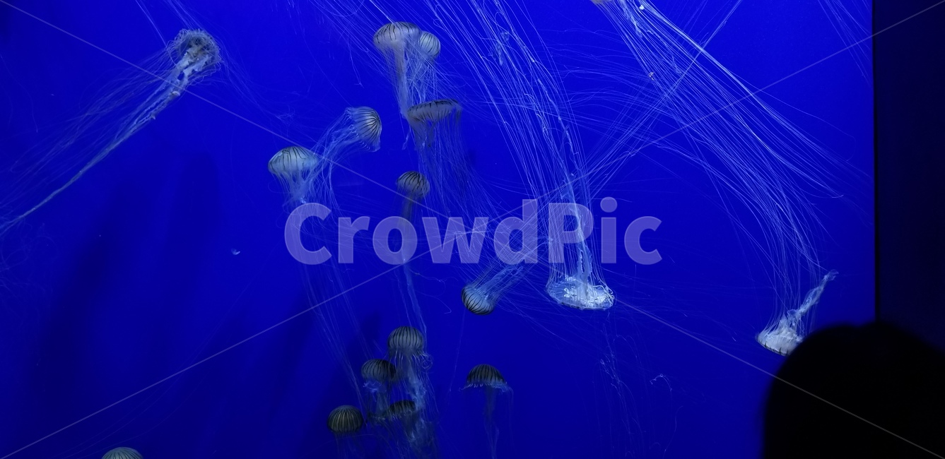 수족관,미국,아쿠아리움,aquarium,동물,수중생물,animal,america,blue,파랑,해파리,jellyfish,light,빛