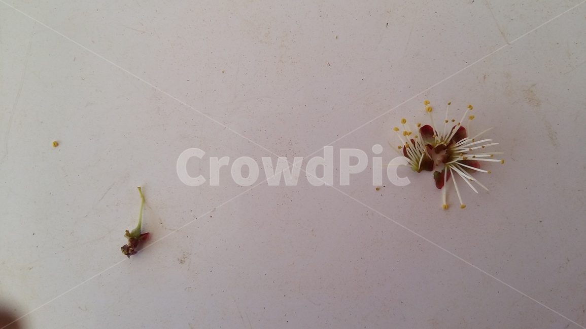 암술,수술,매화,매화꽃,암술수술,봄,계절,spring,season,식물,자연,plants,nature,꽃,flower,plant