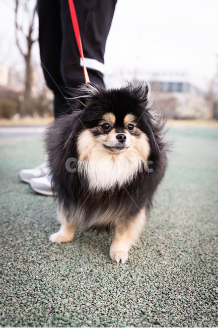 doll,Pomeranian,black tan,form,puppy,Gangjwi,pomeranian,cuteness,animal,Dog,dog,walk