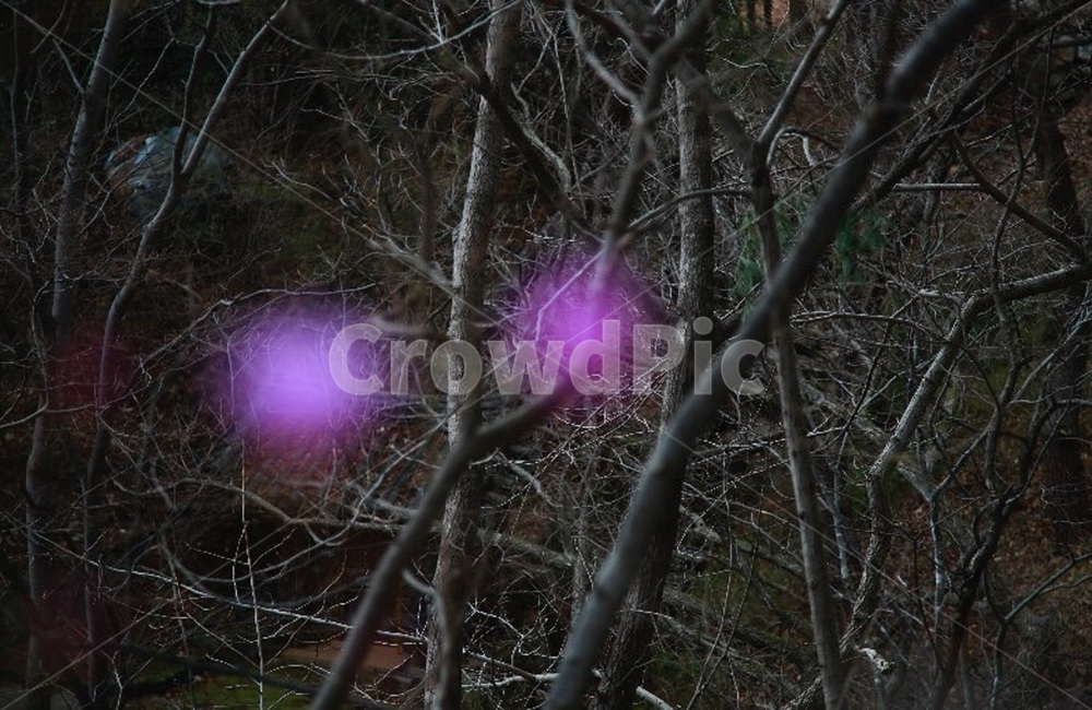 나무,산,숲,자연,디포커싱,꽃,식물