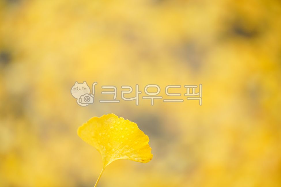 은행,은행나무,은행잎,가을,단풍,식물,노랑색,나무,잎