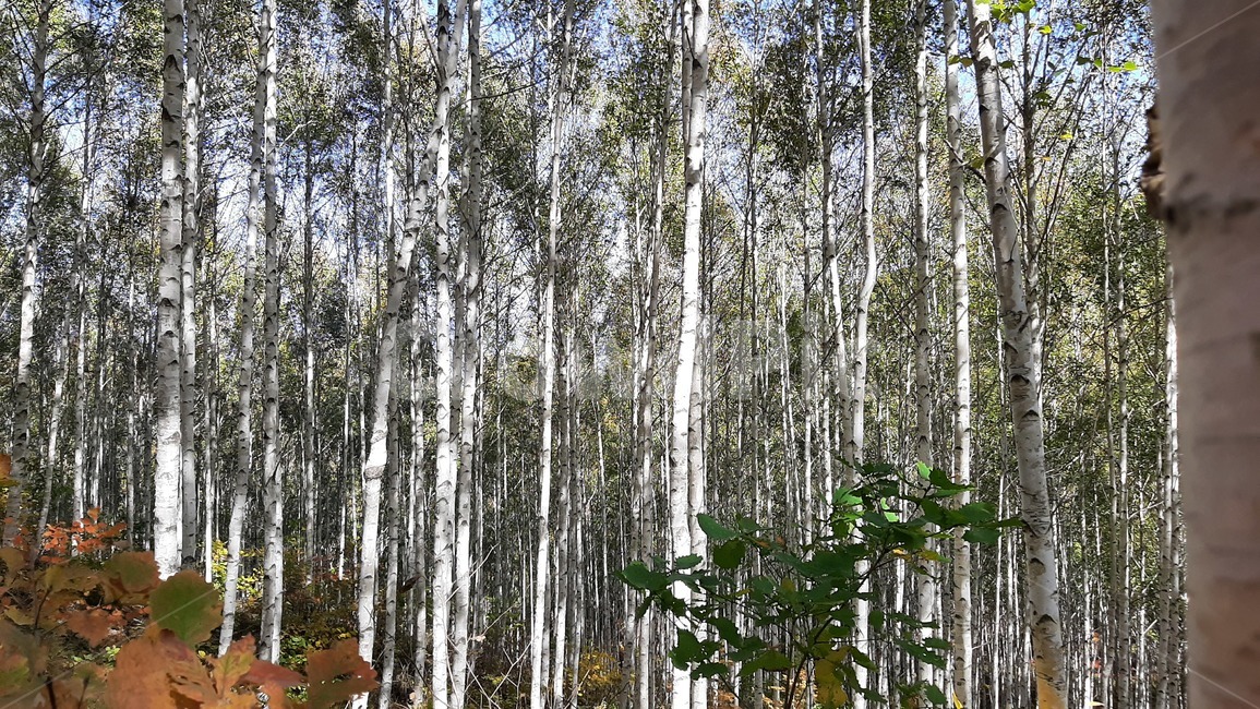 가을풍경,단풍,산행,나무,하늘,숲,풍경,자연,tree,자작나무,자작나무숲,나무,trees,wood