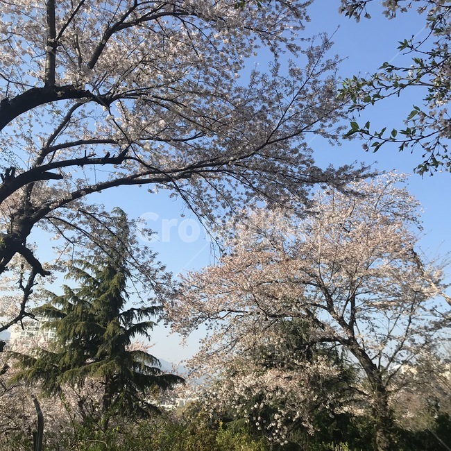 꽃,벚꽃,봄,분홍,구름,계절,spring,풍경,식물,자연,배경화면,나무,야외,flower,nature,pink,하늘,숲,봄,계절,spring,season,plant,tree