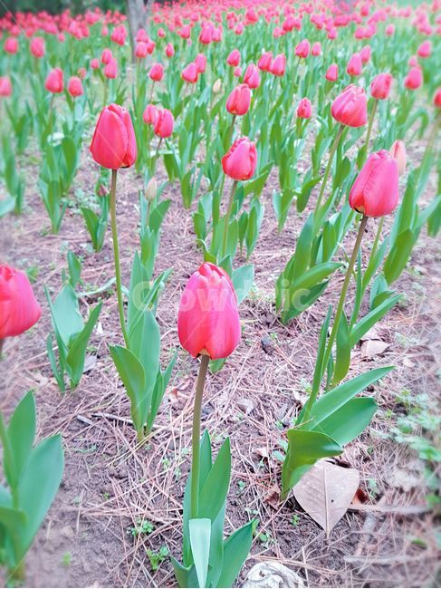 분홍색,다홍색,꽃,제주도,튤립,꽃밭,빨강색,빨강,녹색,초록색,초록,흙,tulip,봄이미지,봄날,spring,튤립축제,구근식물,flowers,식물,아름다운,공원,꽃축제,배경,바탕,우아한,beautiful,예쁜,화려한,가든,화단,정원,garden,계절,season,자연,plants,nature,flower,plant,blossom