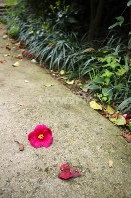동백꽃,낙화,꽃,flower,식물,plant,꽃,flower