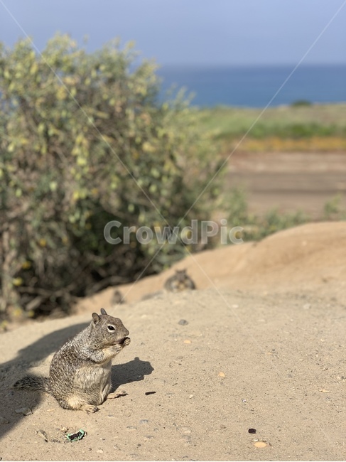 동물,미국,다람쥐,자연,순간,동물,animal,포유류,mammal