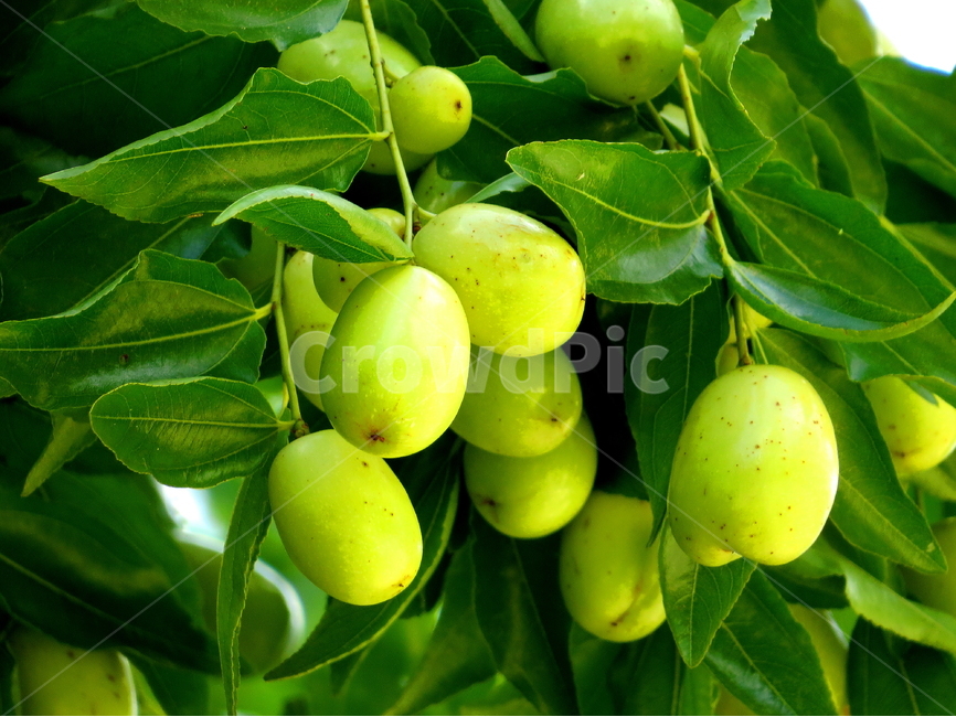 과일,나무,식품,풍경,자연,식물,자연,plants,nature,과일,열매,fruit