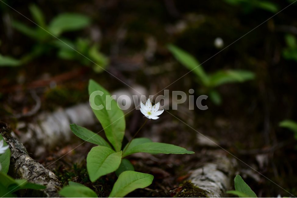 참기생꽃,야생화,식물,자연,생태,꽃,힐링,플라워,wildflower,flower,plants,nature,season,감성,느낌,emotion,feeling,앵초목,앵초과,기생꽃속,여러해살이풀,희귀식물,식물,자연,plants,nature,꽃,flower